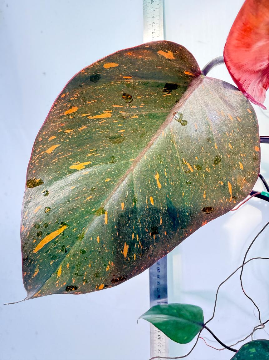 Philodendron Orange Princess Variegata 1