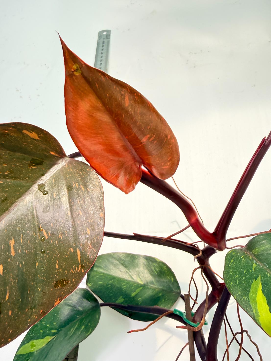 Philodendron Orange Princess Variegata 3