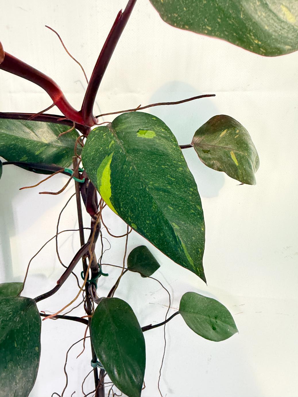 Philodendron Orange Princess Variegata 7