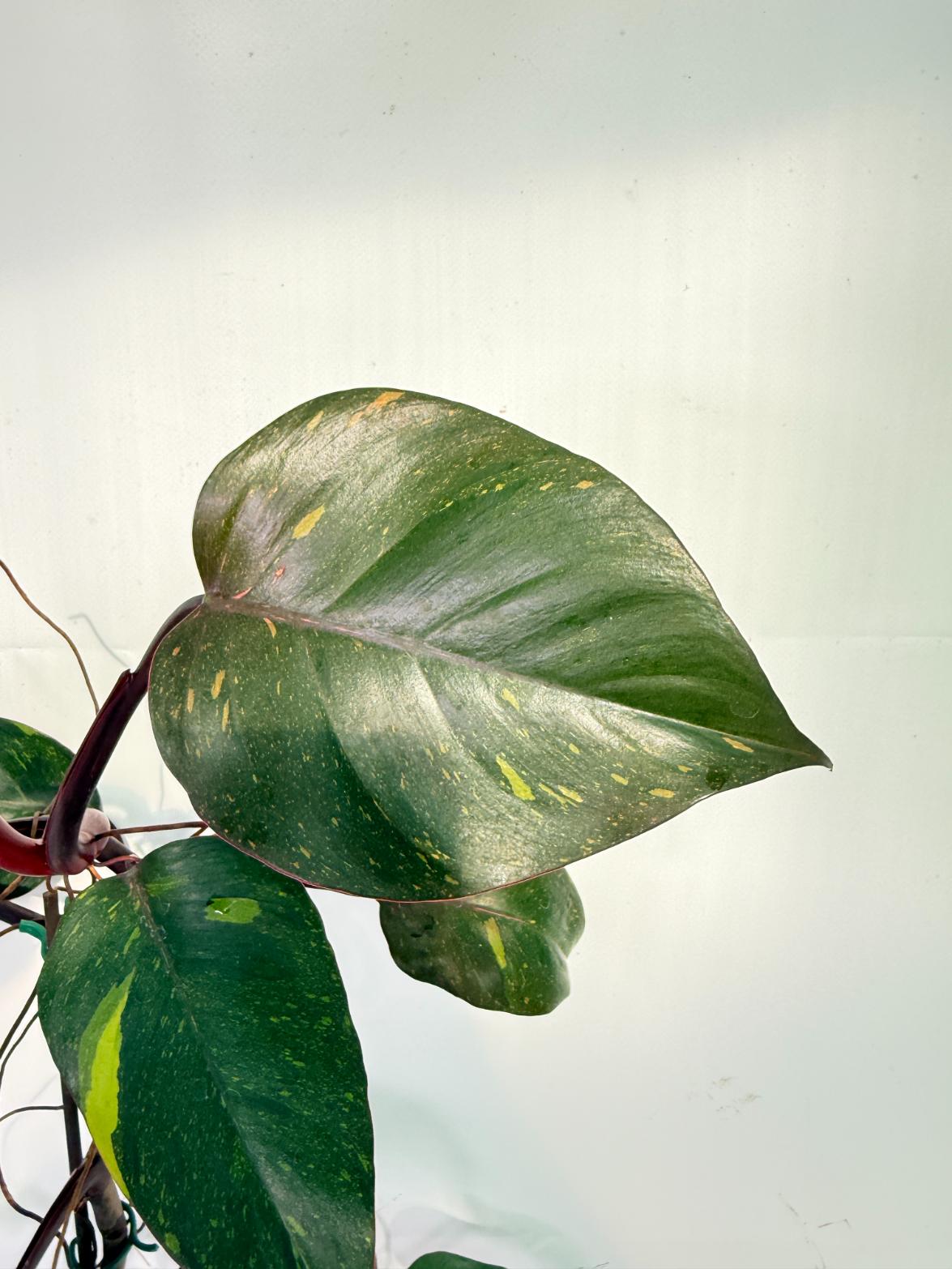Philodendron Orange Princess Variegata 8