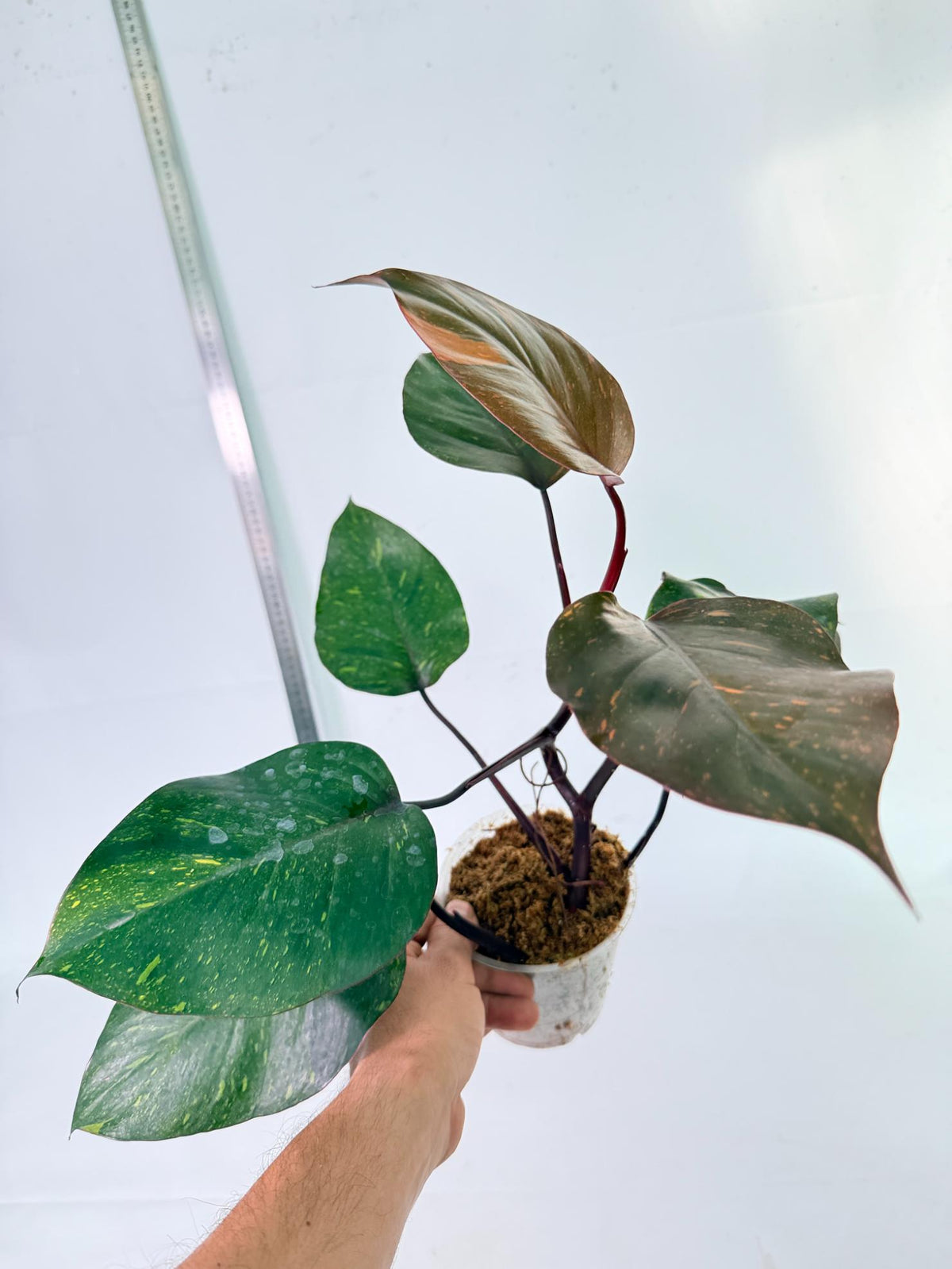 Philodendron Orange Princess Variegata 3