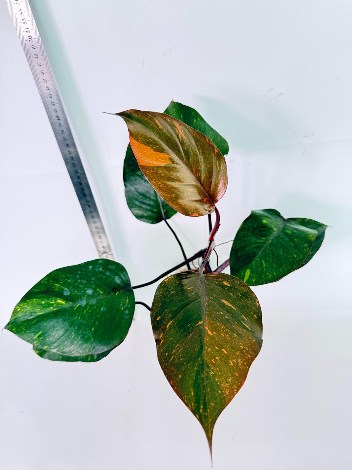 Philodendron Orange Princess Variegata 8