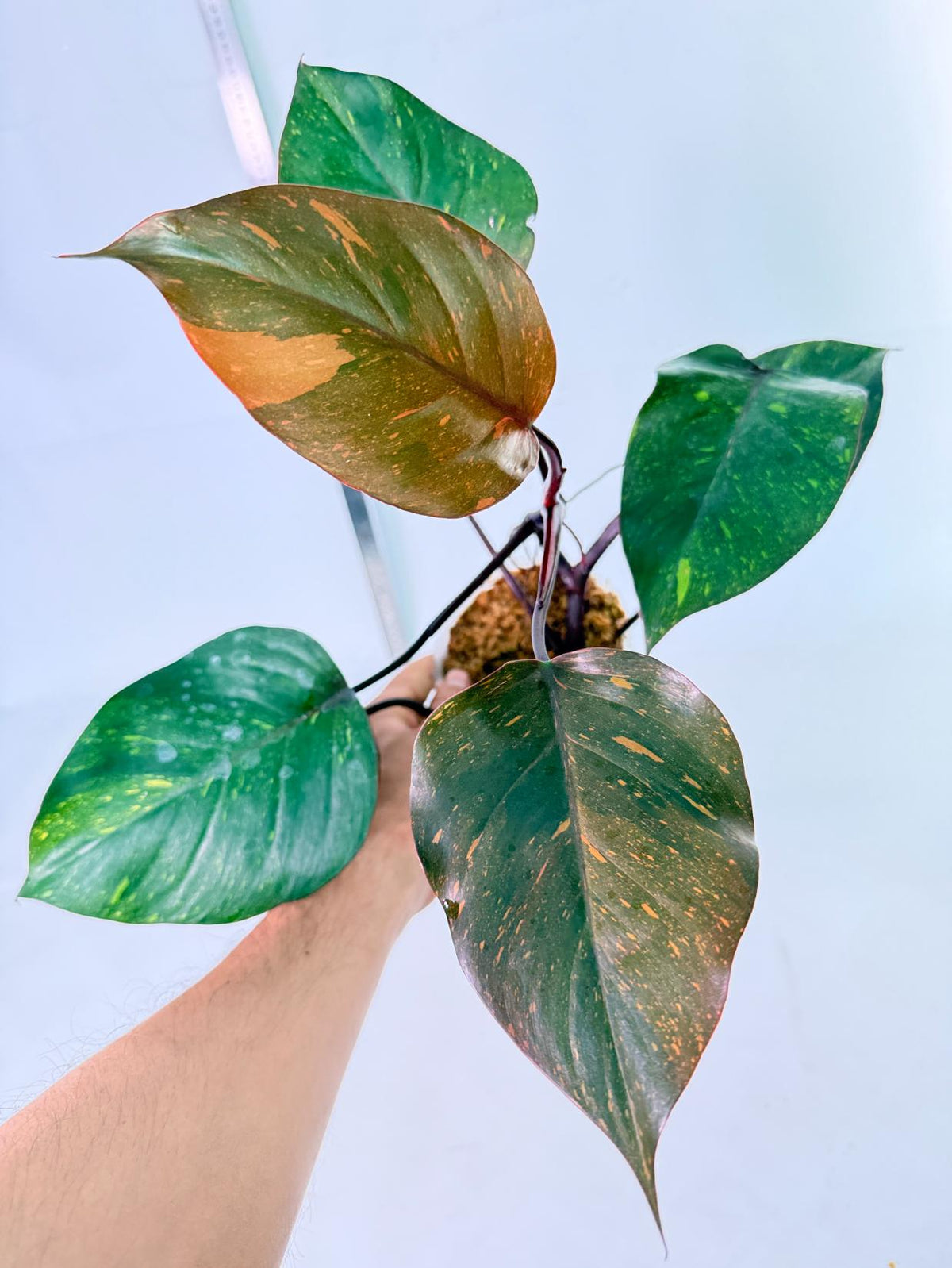 Philodendron Orange Princess Variegata 2