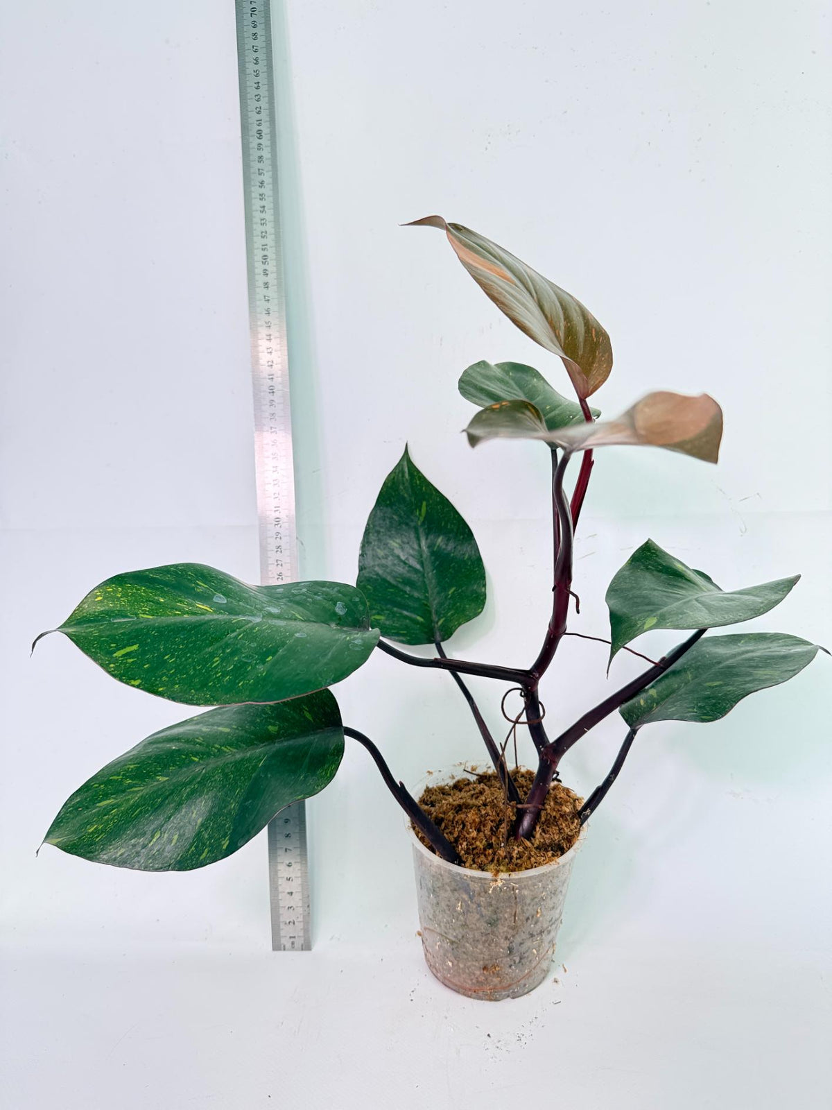 Philodendron Orange Princess Variegata 4