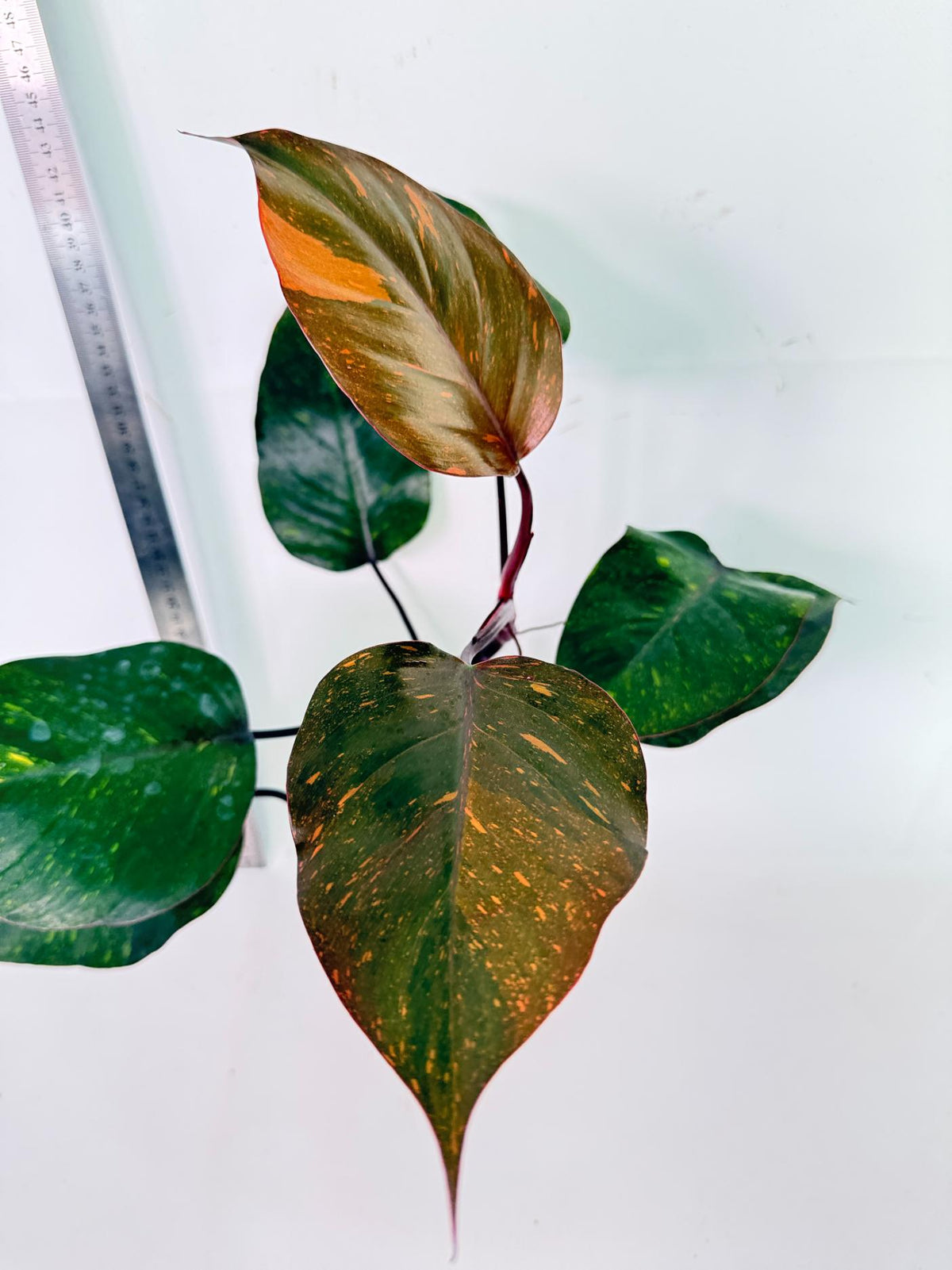 Philodendron Orange Princess Variegata 5
