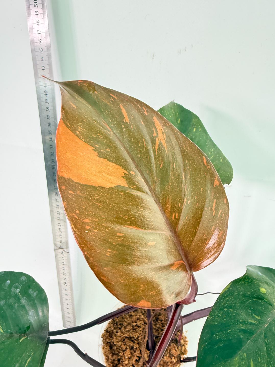 Philodendron Orange Princess Variegata 1