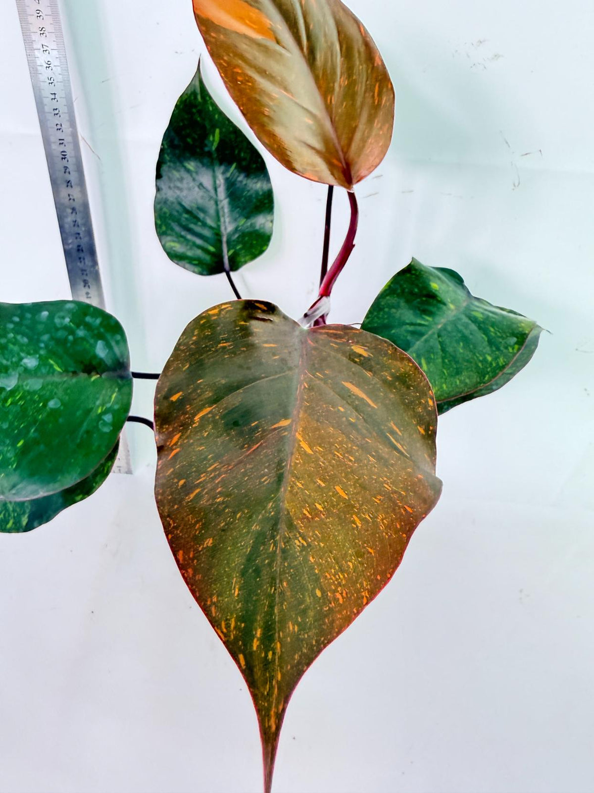 Philodendron Orange Princess Variegata 7