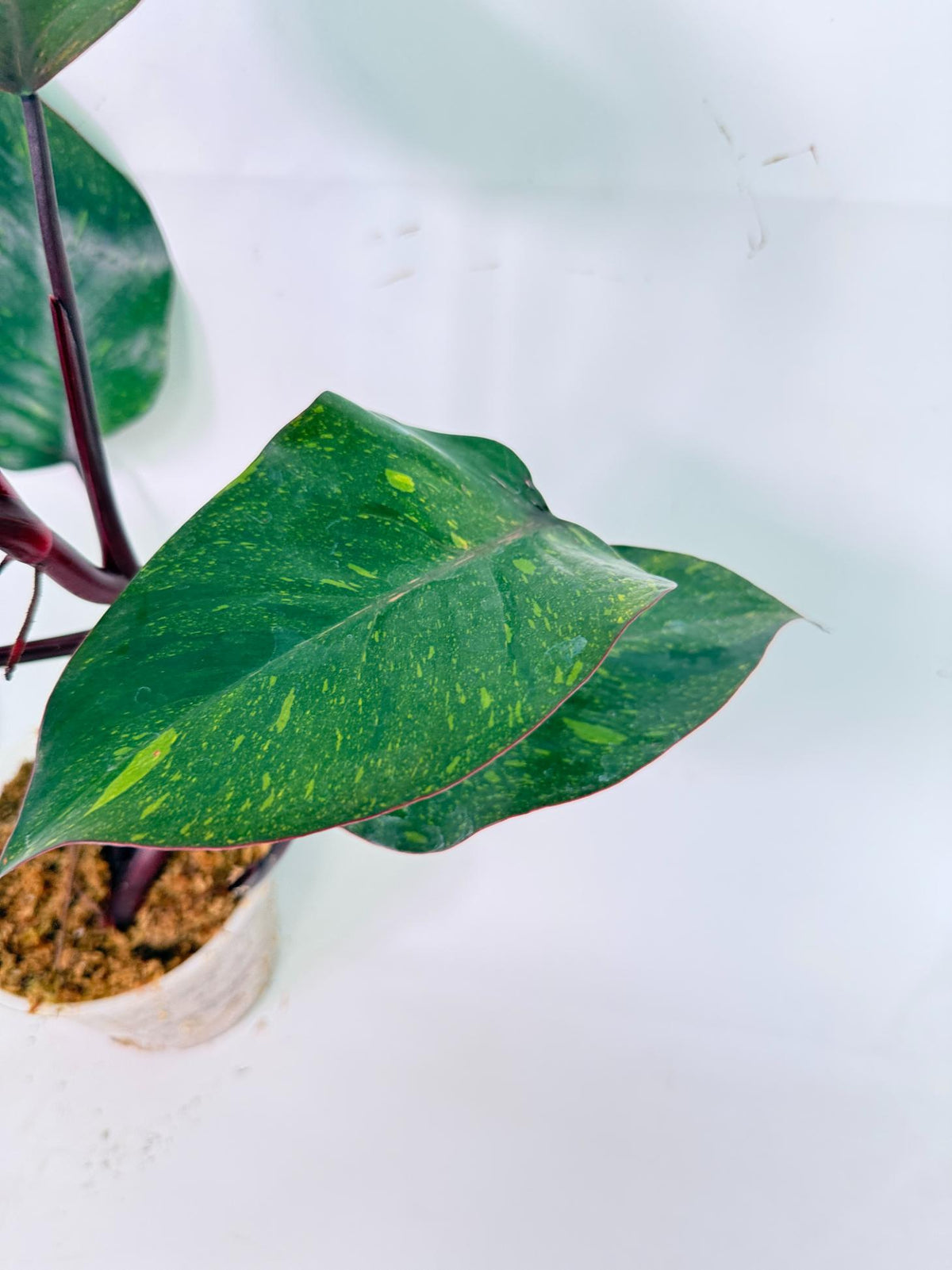 Philodendron Orange Princess Variegata 9