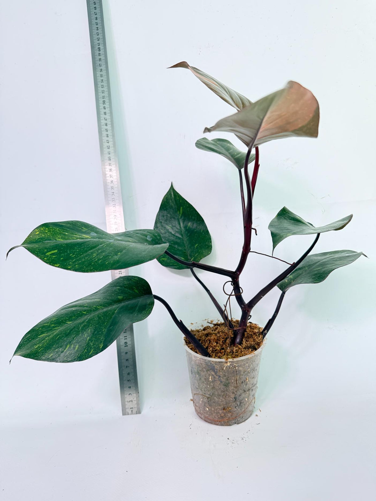 Philodendron Orange Princess Variegata 6