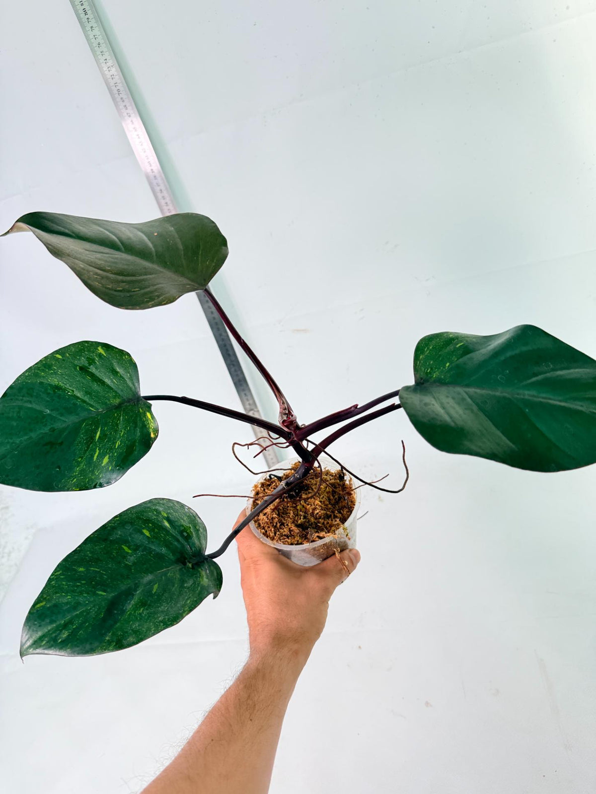 Philodendron Orange Princess Variegata 8