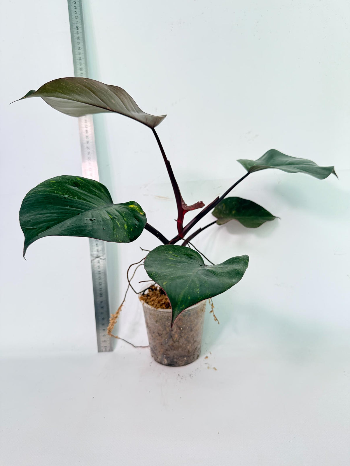 Philodendron Orange Princess Variegata 2