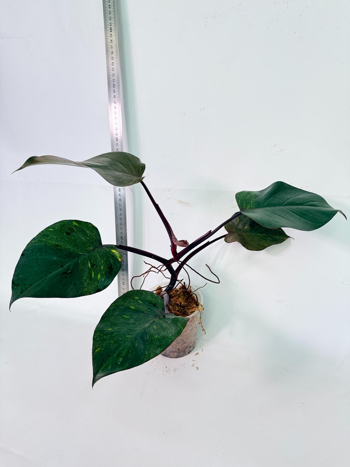 Philodendron Orange Princess Variegata 5