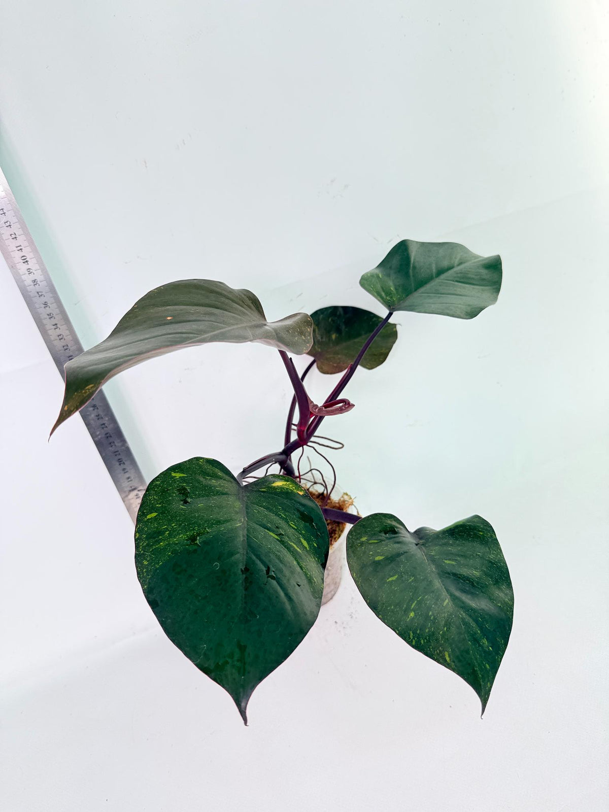 Philodendron Orange Princess Variegata 6