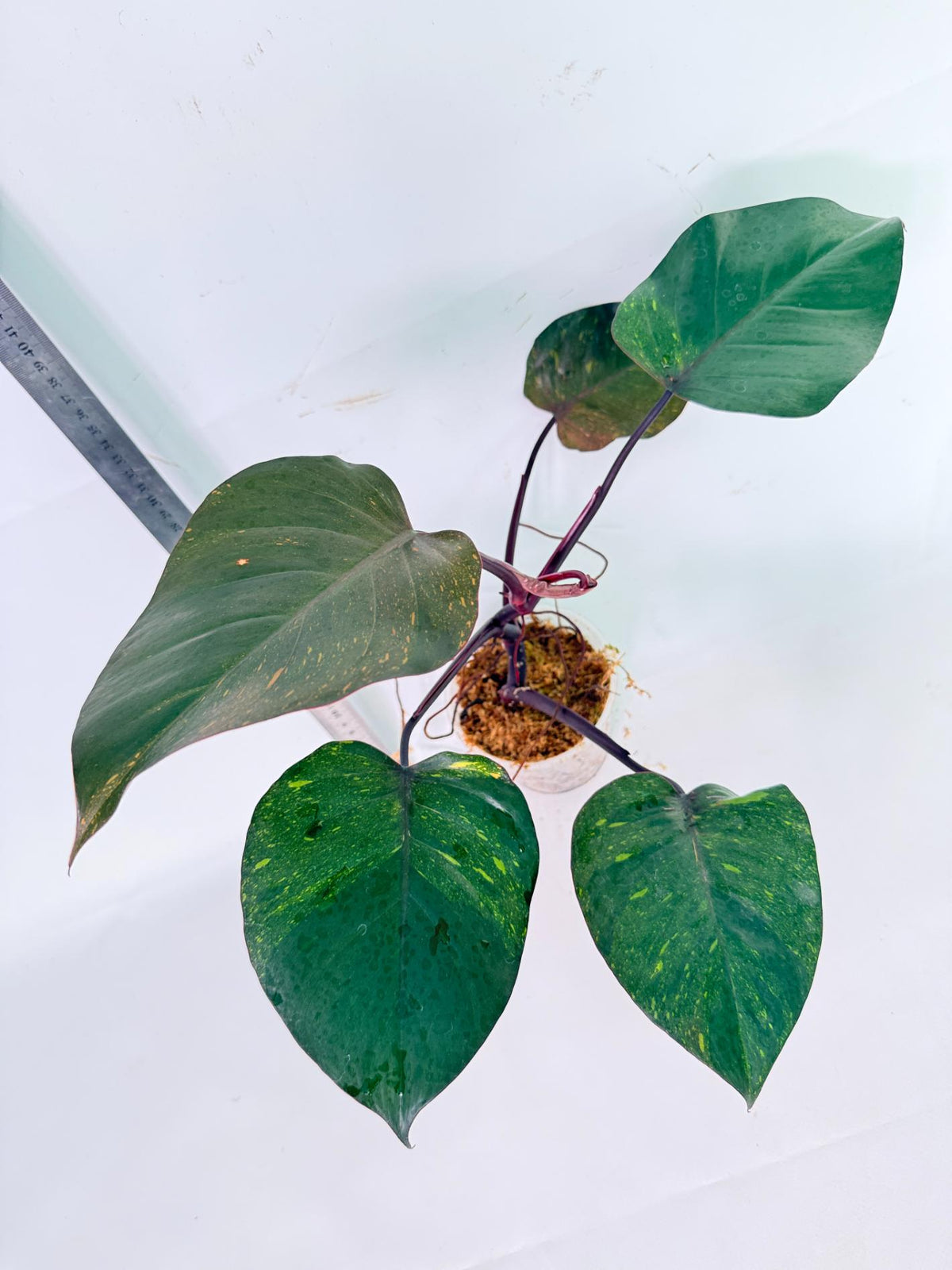 Philodendron Orange Princess Variegata 7