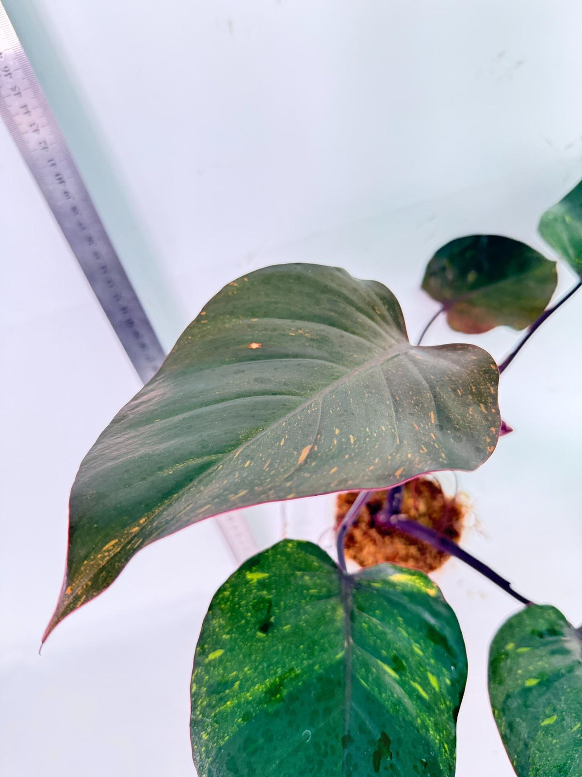 Philodendron Orange Princess Variegata 3