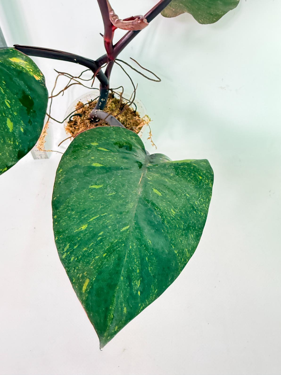 Philodendron Orange Princess Variegata 4