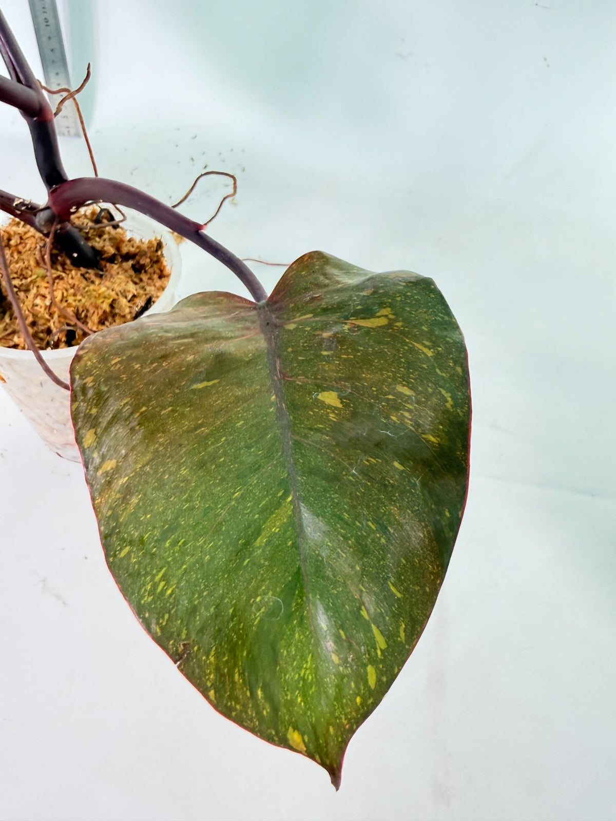Philodendron Orange Princess Variegata 1