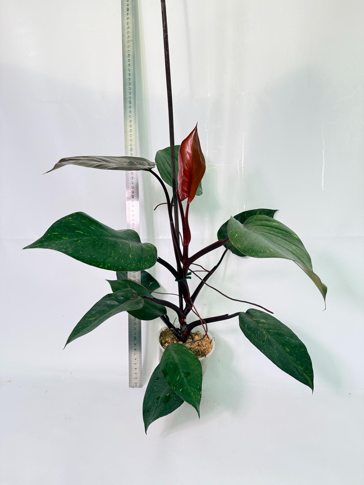 Philodendron Orange Princess Variegata 1
