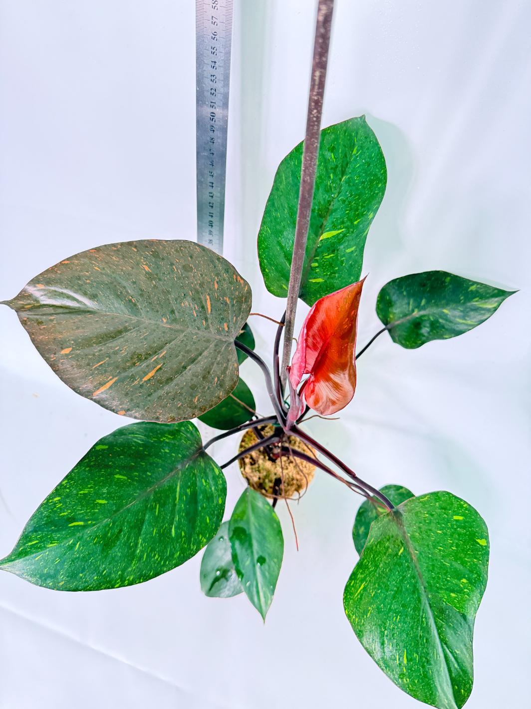 Philodendron Orange Princess Variegata 6