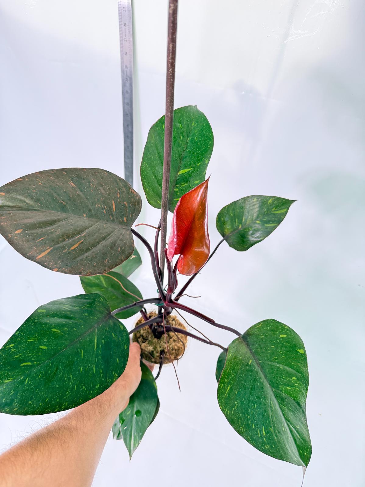 Philodendron Orange Princess Variegata 5