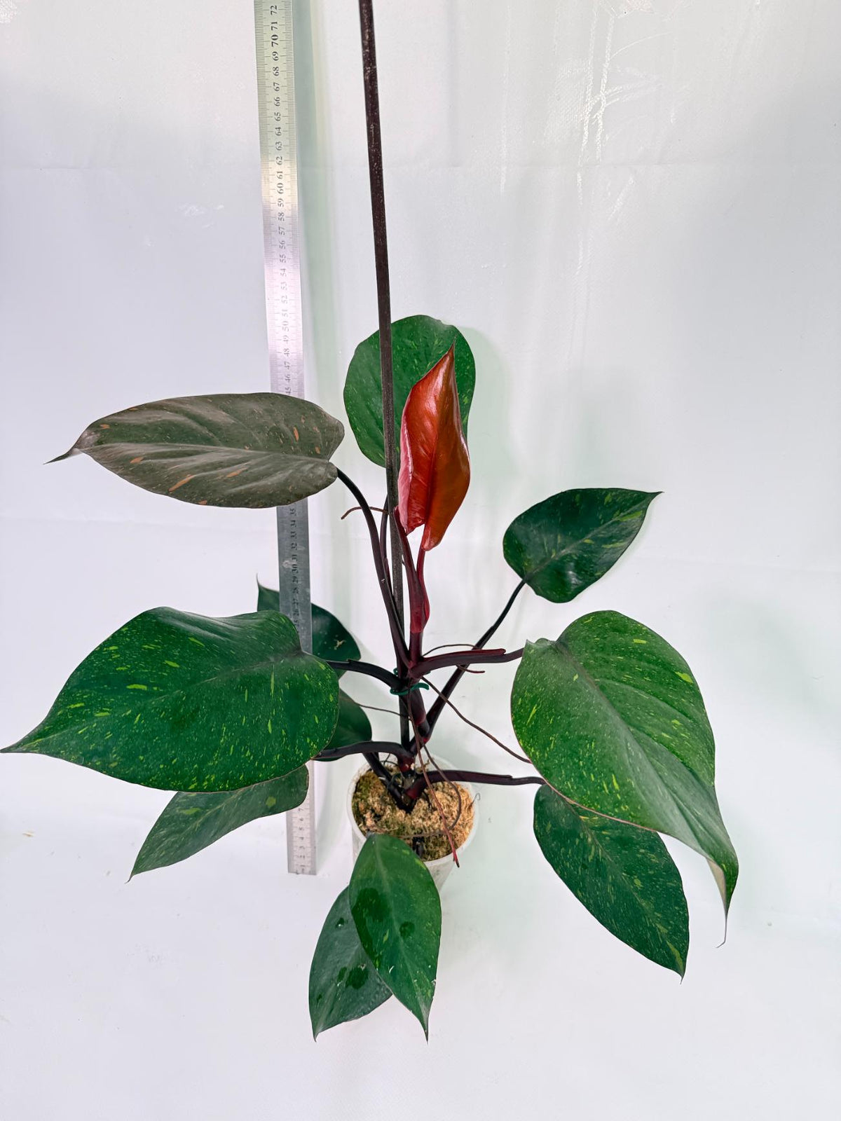 Philodendron Orange Princess Variegata 3