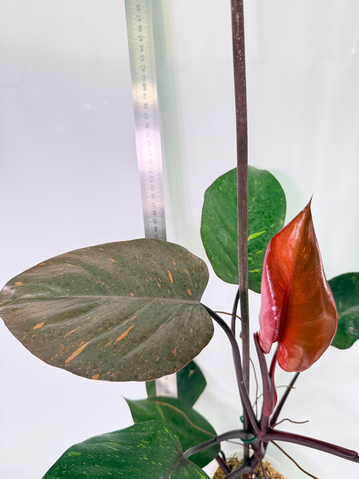 Philodendron Orange Princess Variegata 4