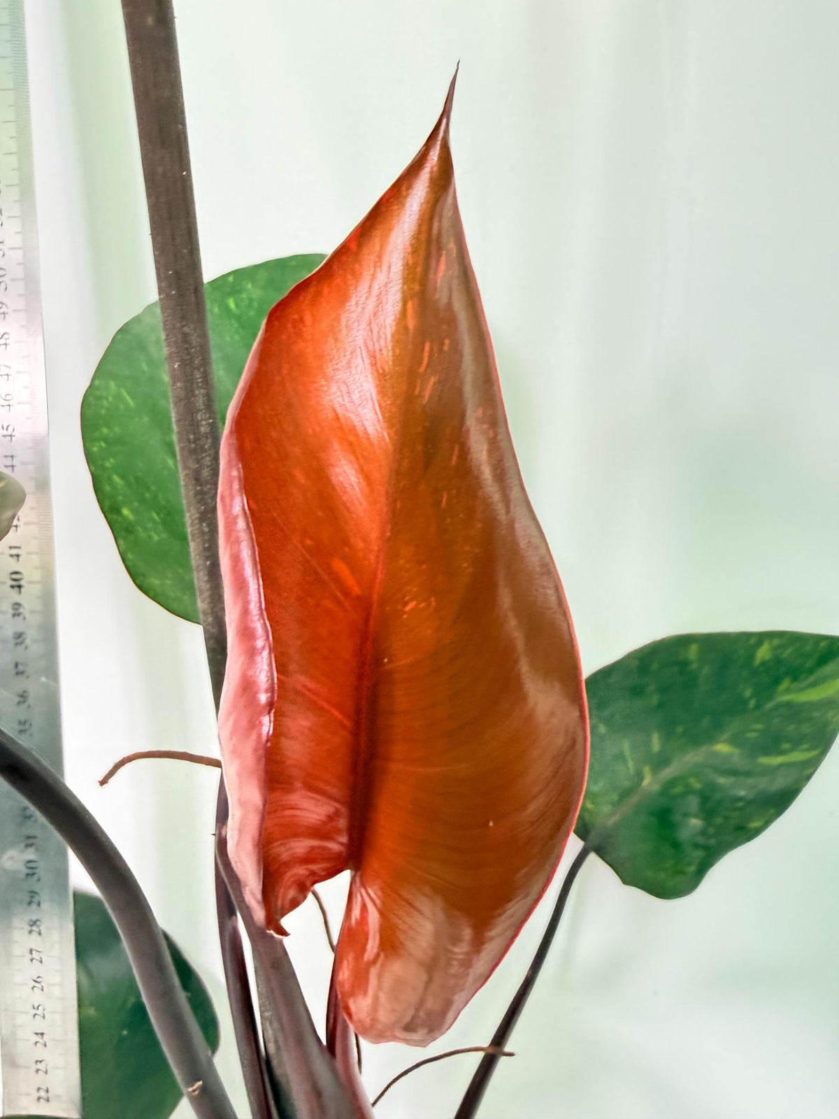 Philodendron Orange Princess Variegata 7