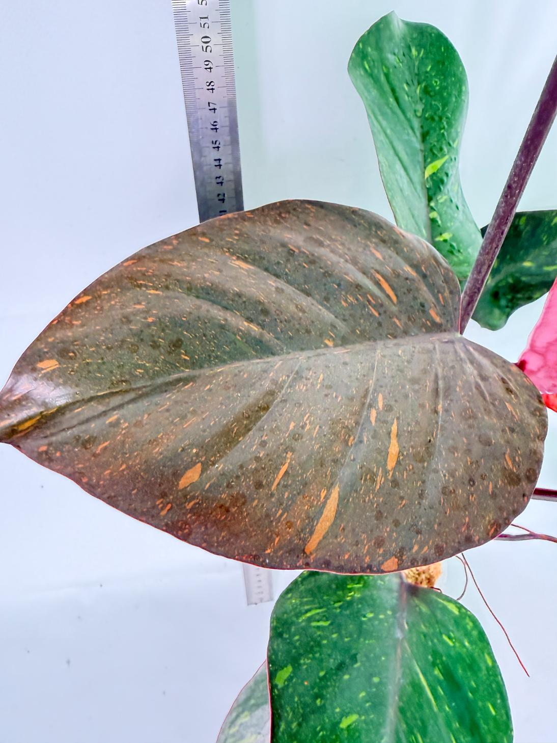 Philodendron Orange Princess Variegata 8