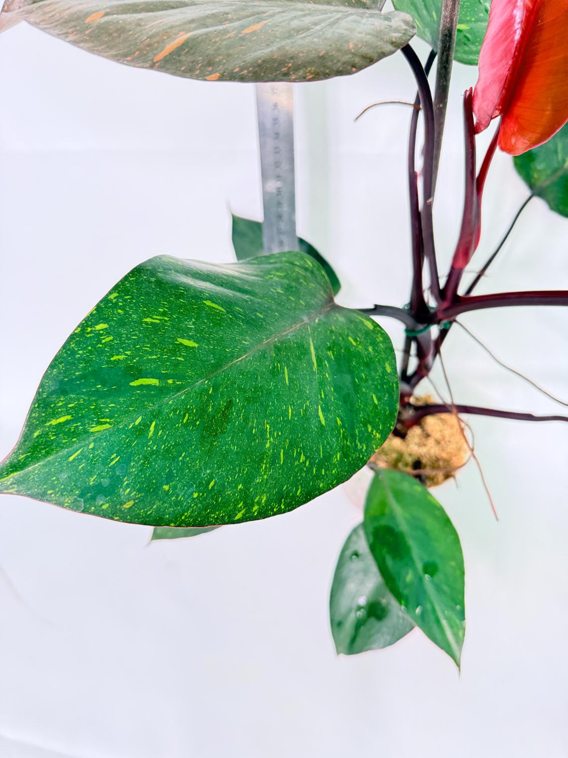 Philodendron Orange Princess Variegata 9