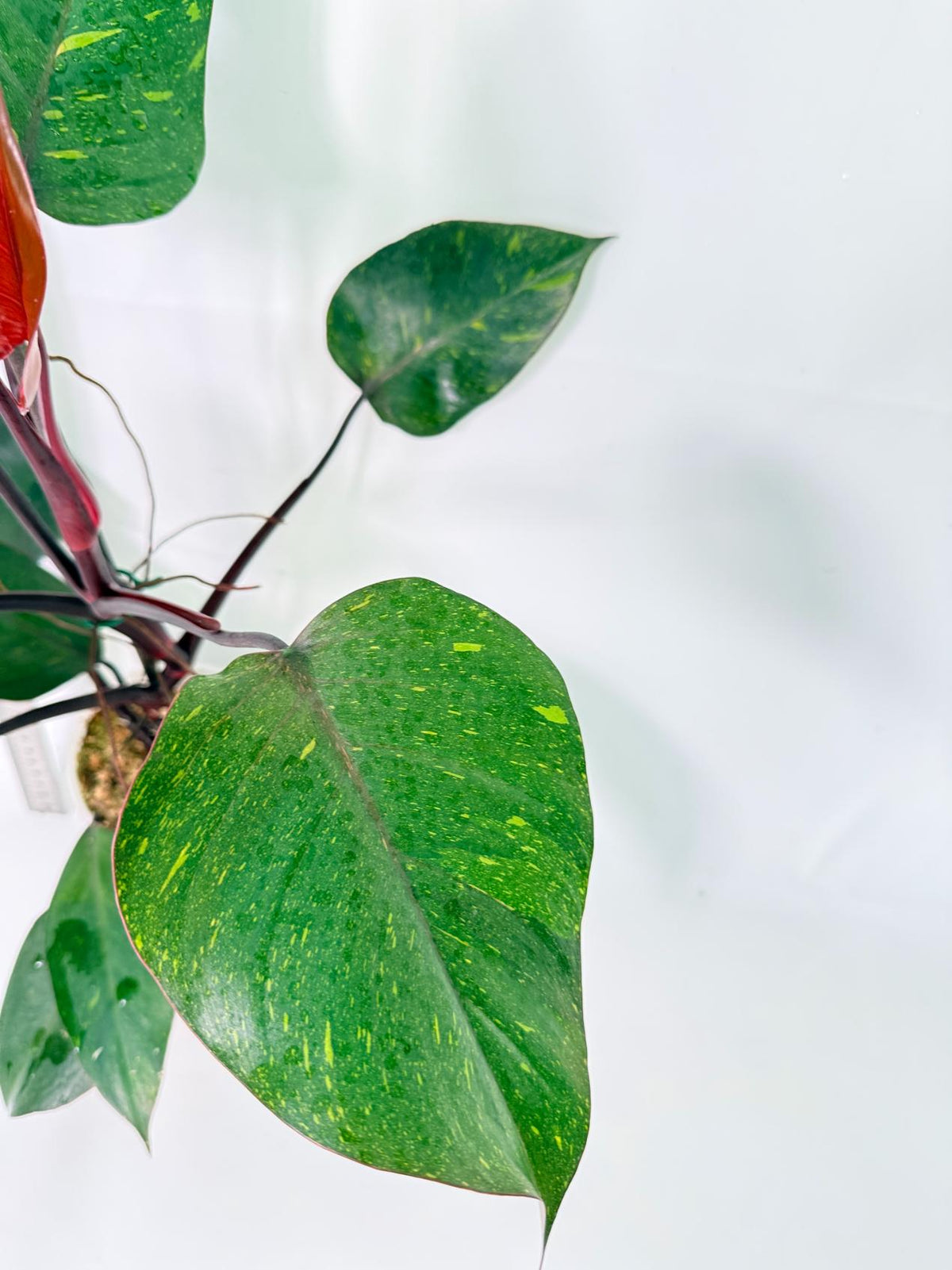 Philodendron Orange Princess Variegata 10