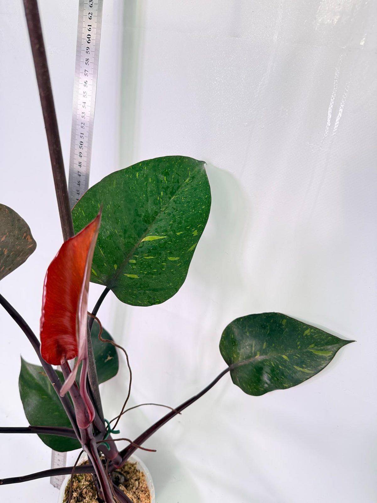 Philodendron Orange Princess Variegata 11