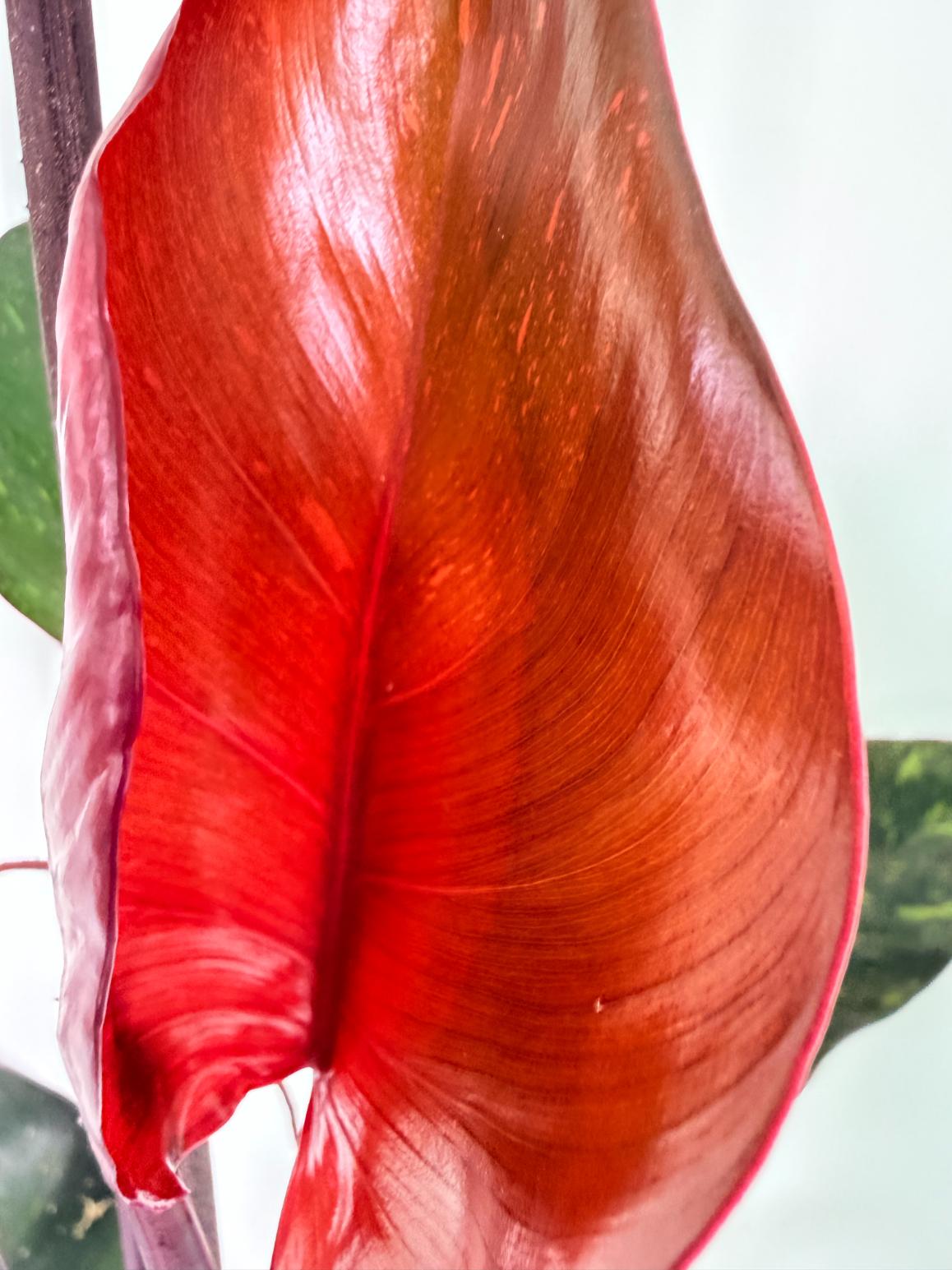 Philodendron Orange Princess Variegata 2