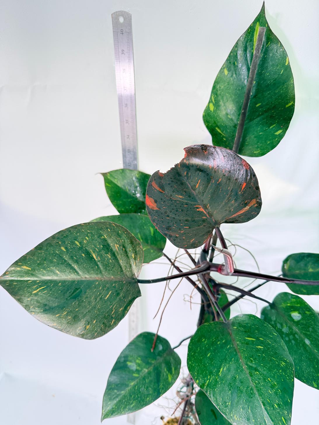 Philodendron Orange Princess Variegata 3