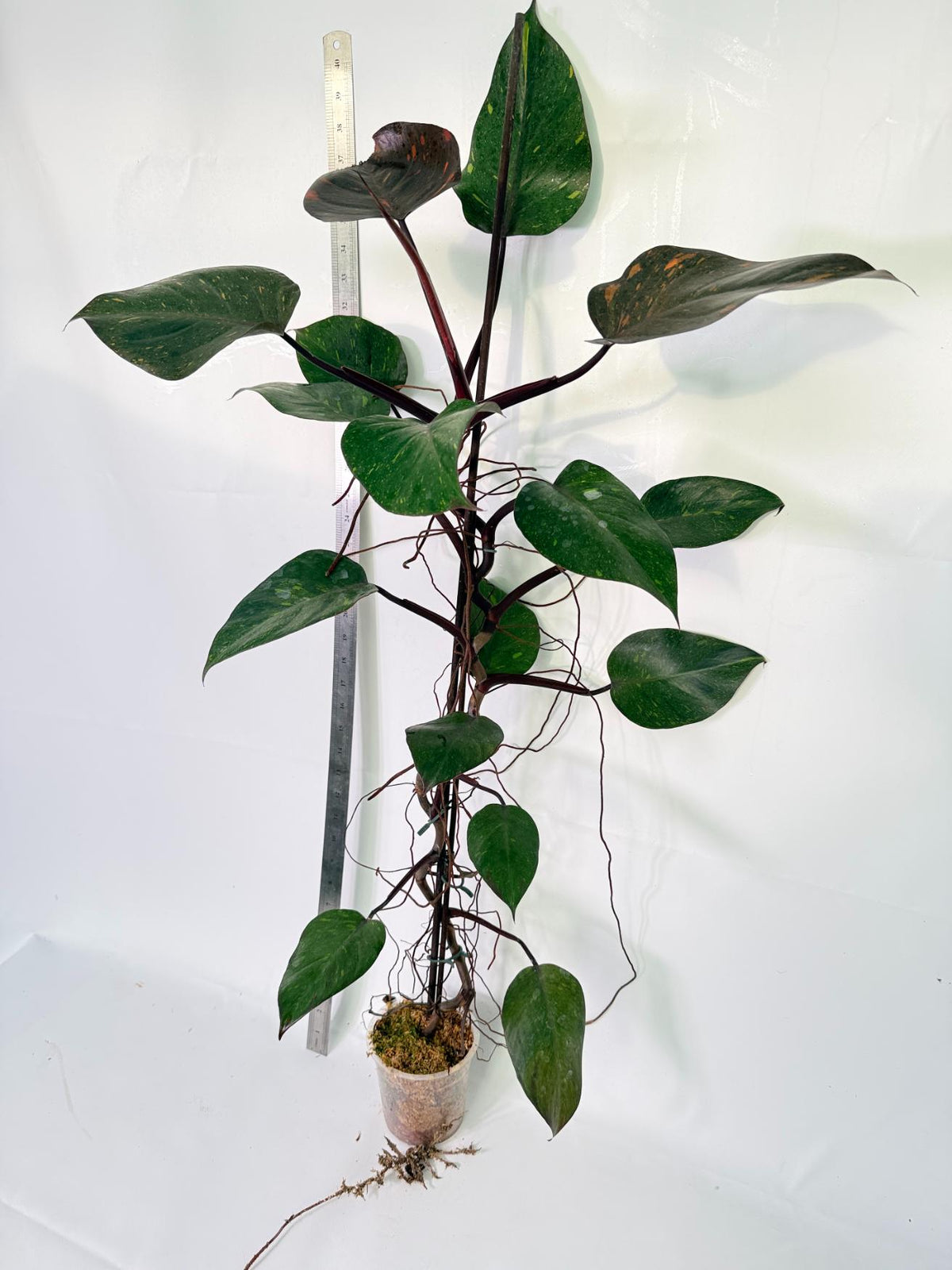 Philodendron Orange Princess Variegata 9