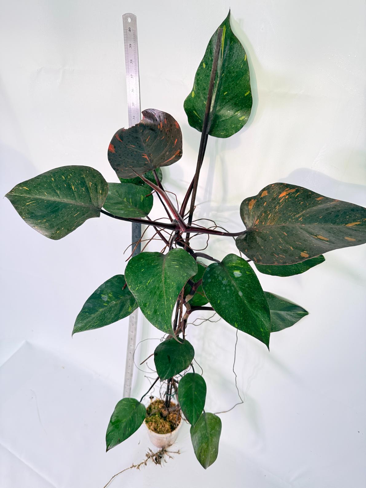 Philodendron Orange Princess Variegata 4