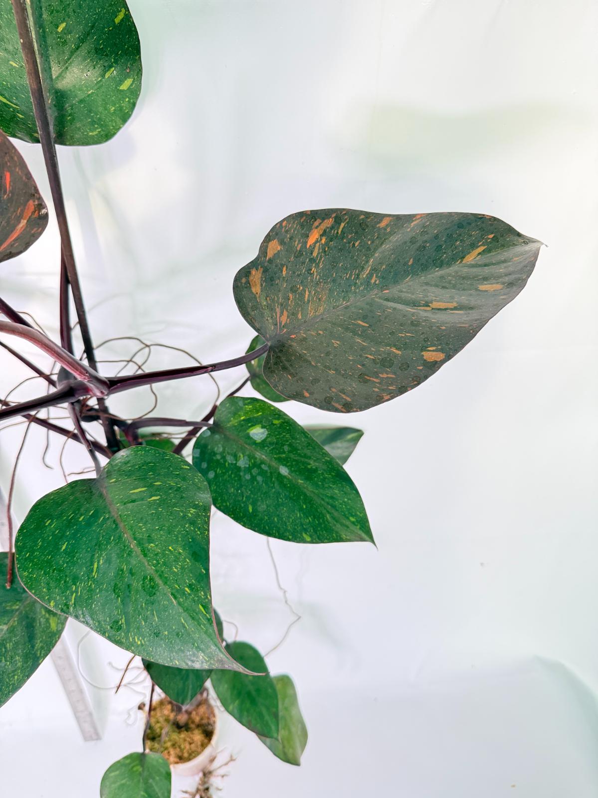 Philodendron Orange Princess Variegata 10