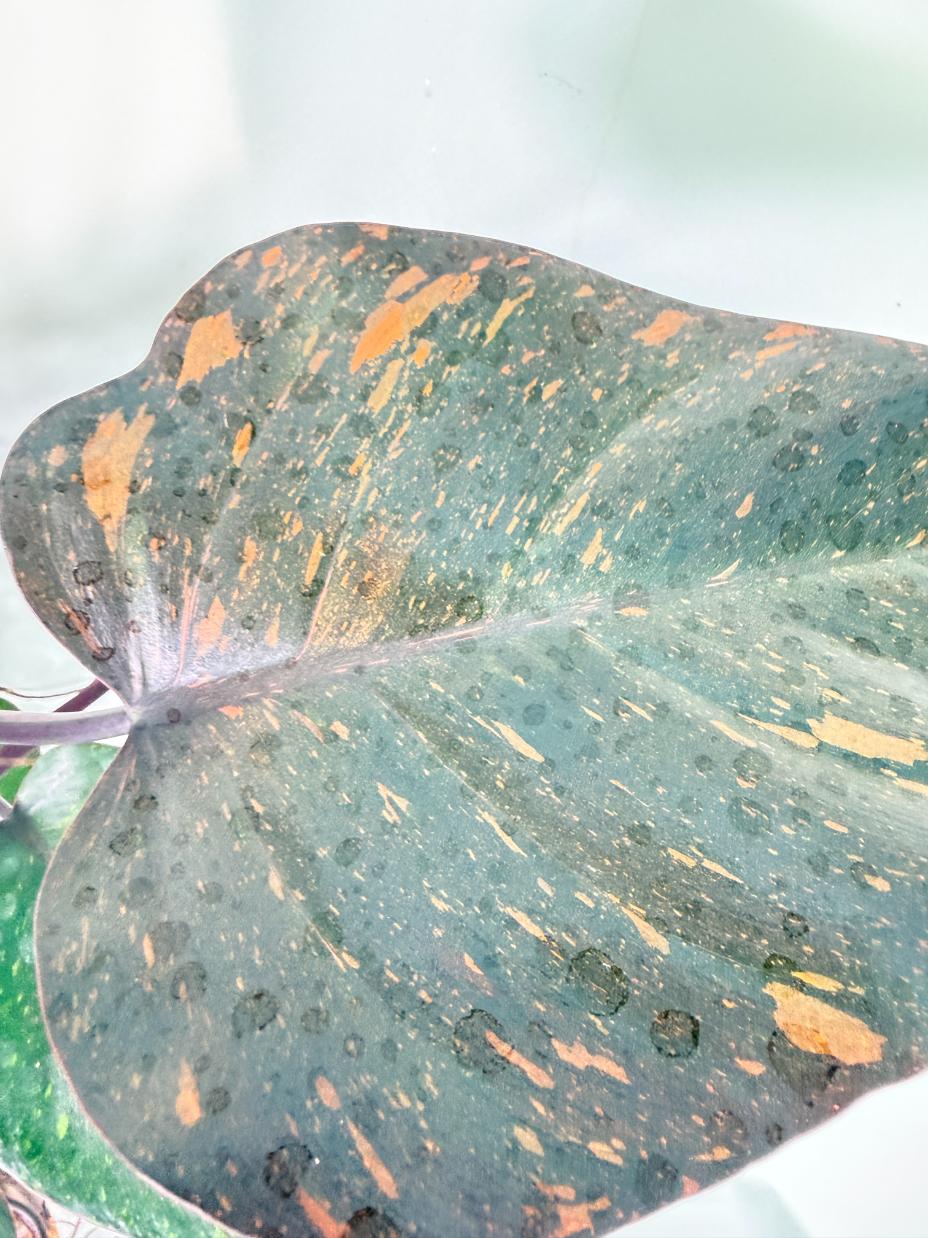 Philodendron Orange Princess Variegata 2