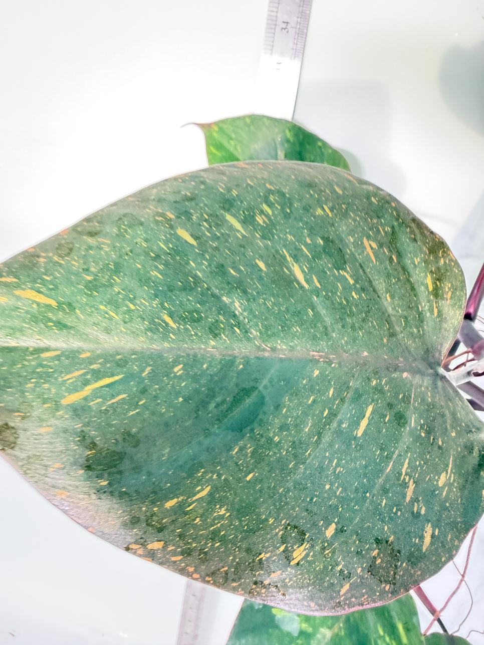 Philodendron Orange Princess Variegata 5