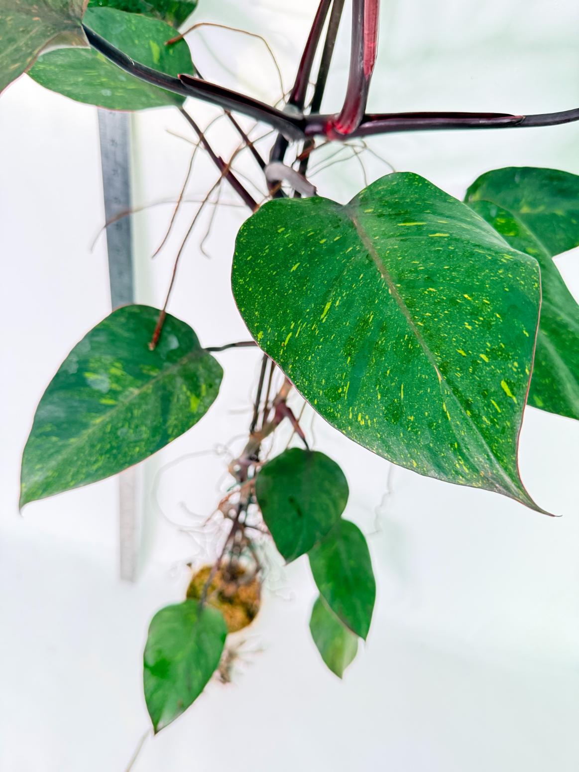 Philodendron Orange Princess Variegata 11