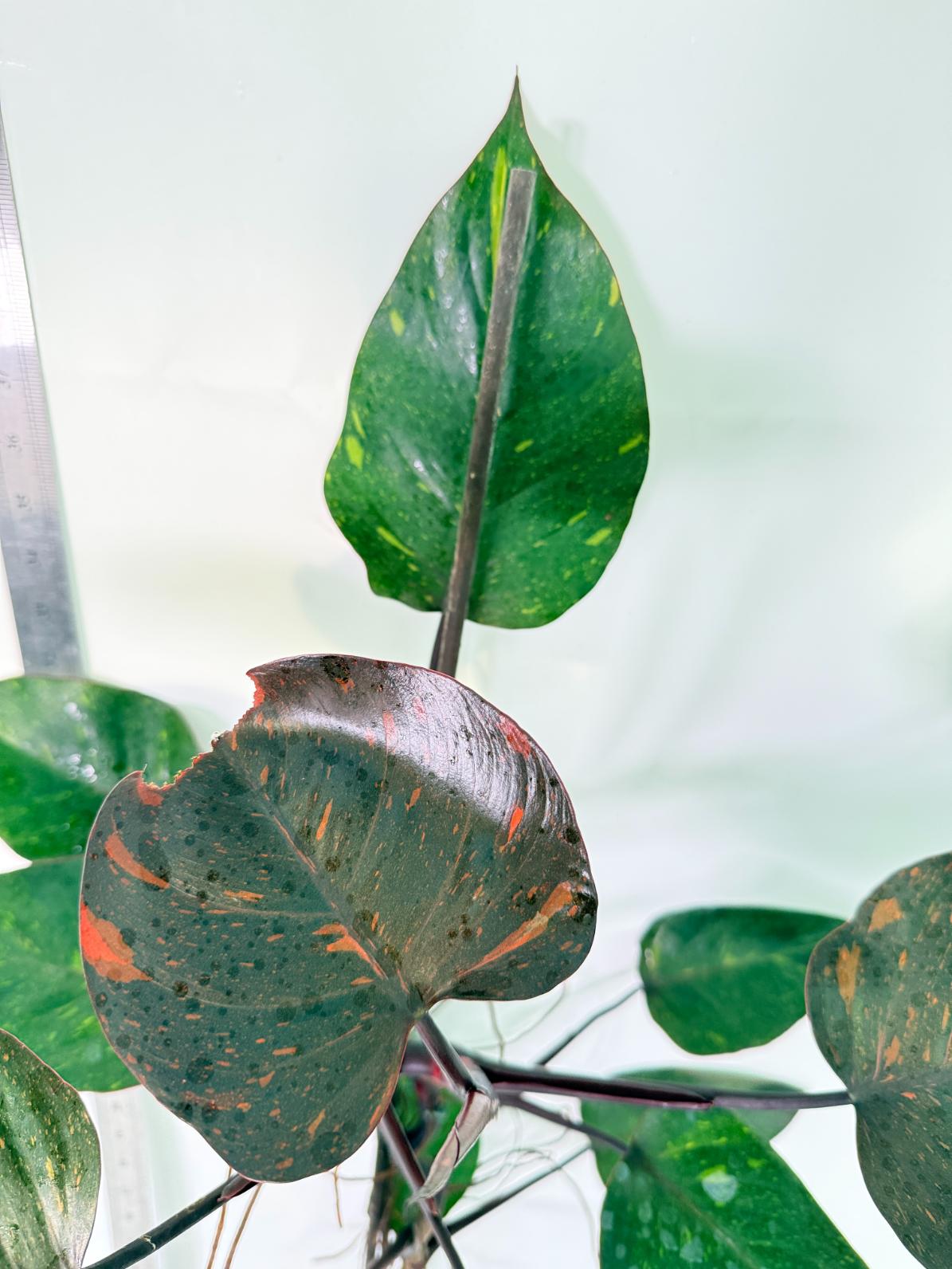 Philodendron Orange Princess Variegata 6