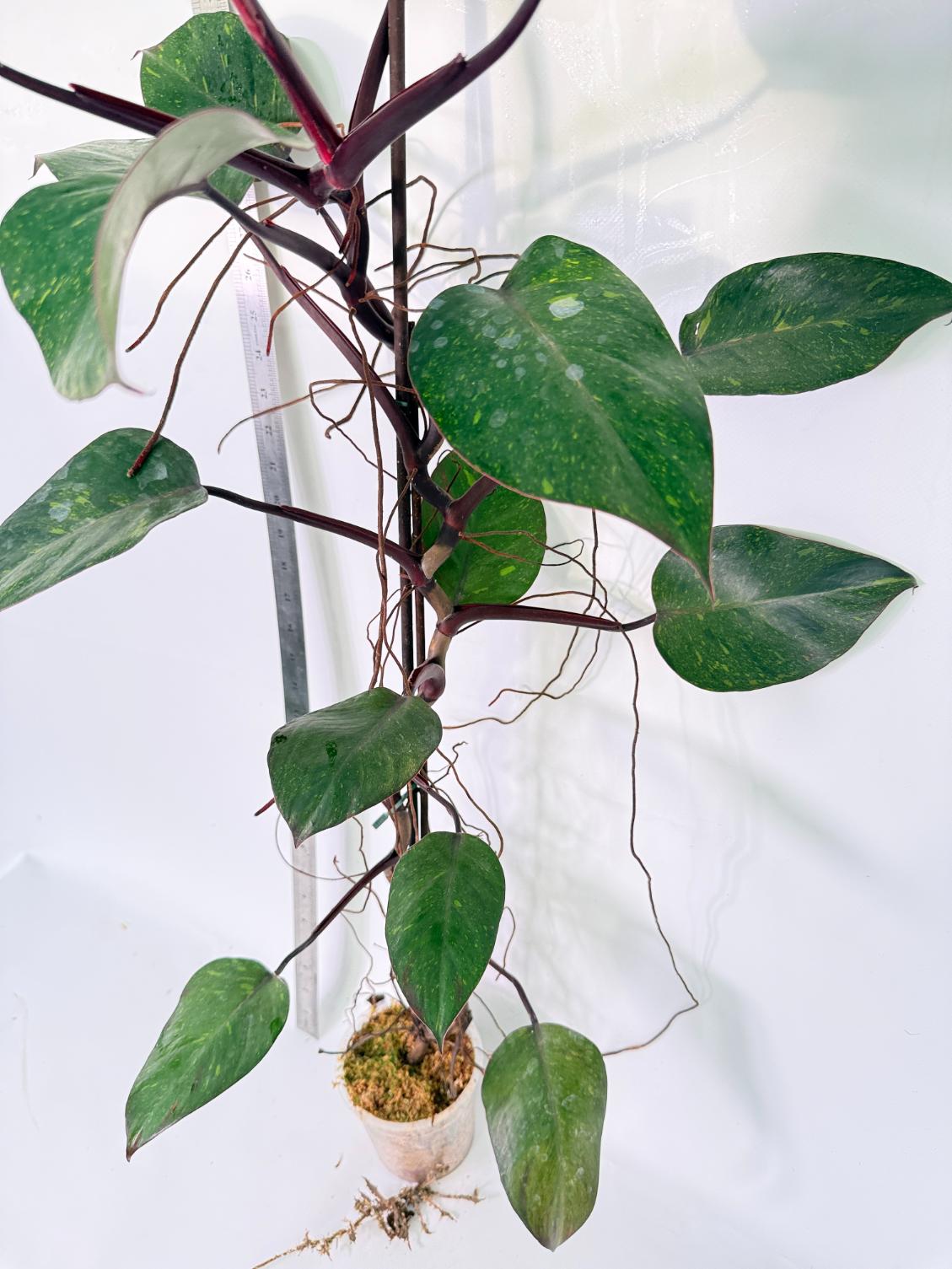 Philodendron Orange Princess Variegata 7