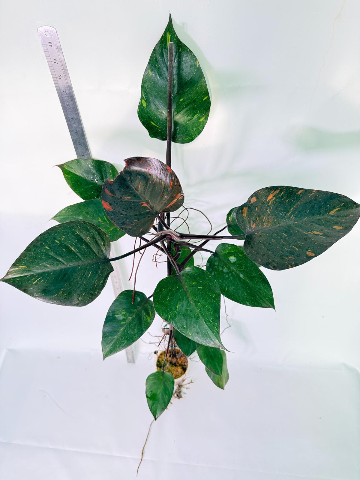 Philodendron Orange Princess Variegata 8
