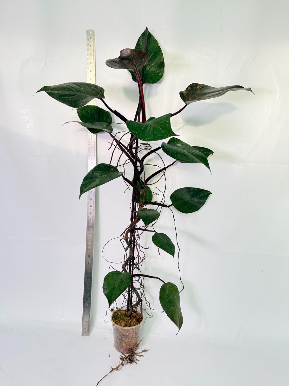 Philodendron Orange Princess Variegata 1