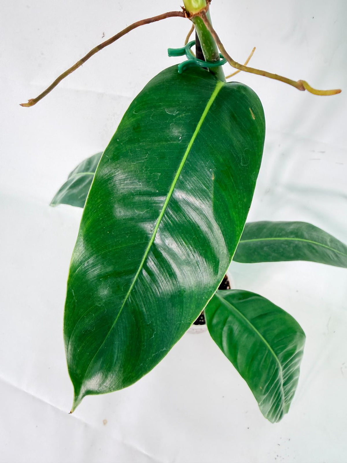 Philodendron Patriciae XL 08