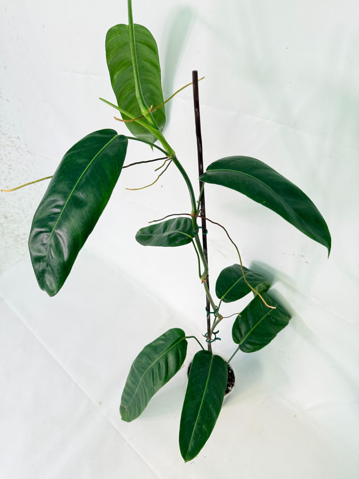 Philodendron Patriciae XL 09
