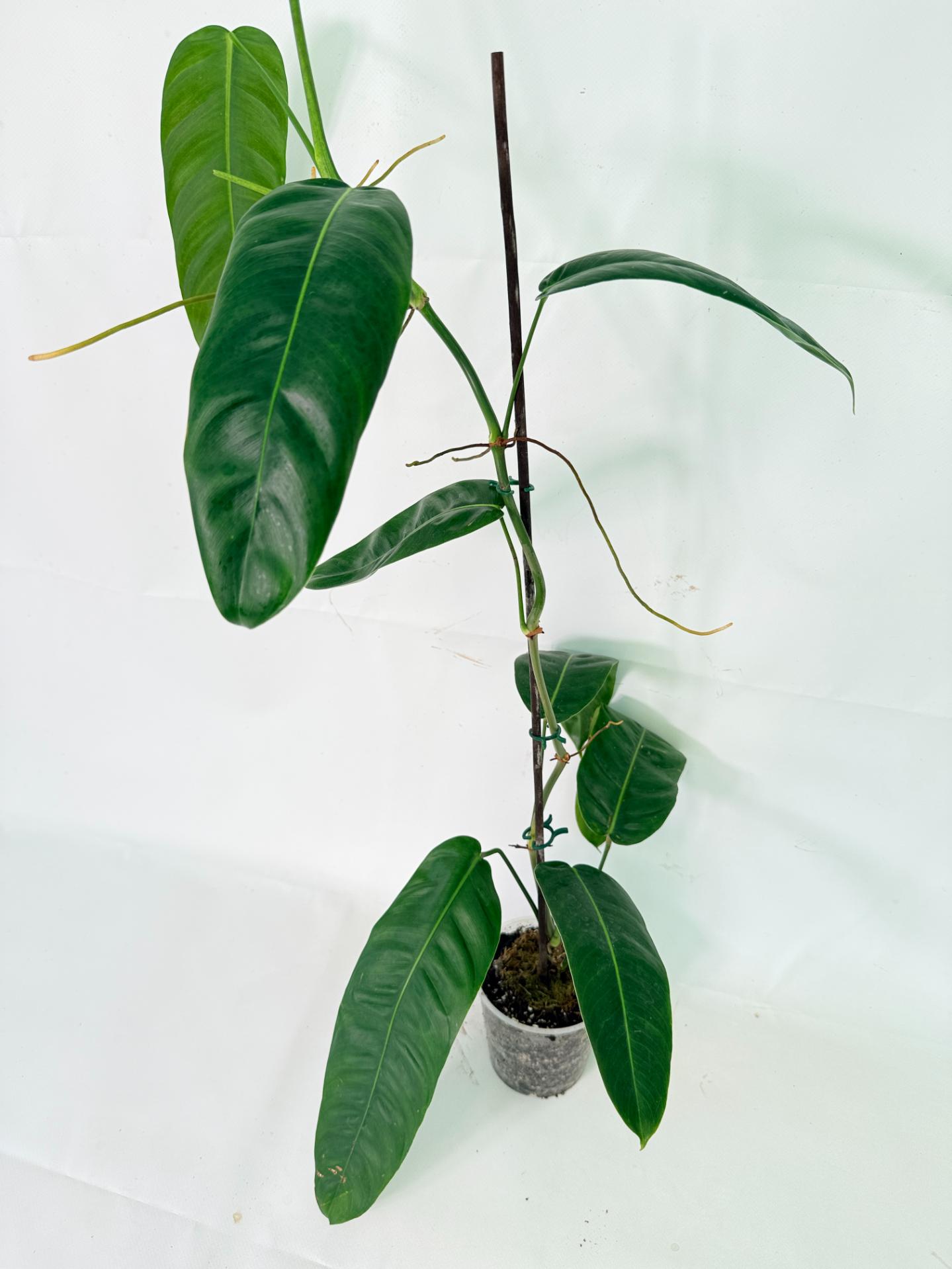 Philodendron Patriciae XL 10