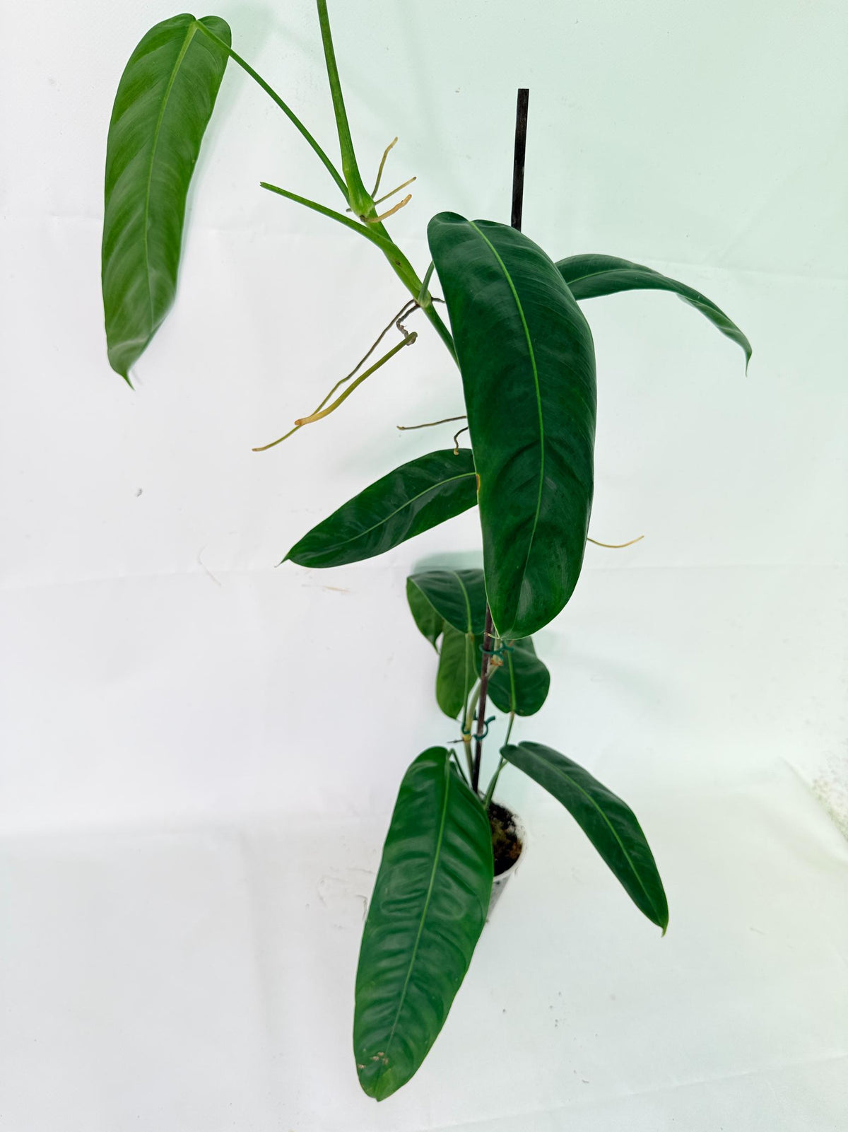 Philodendron Patriciae XL 11
