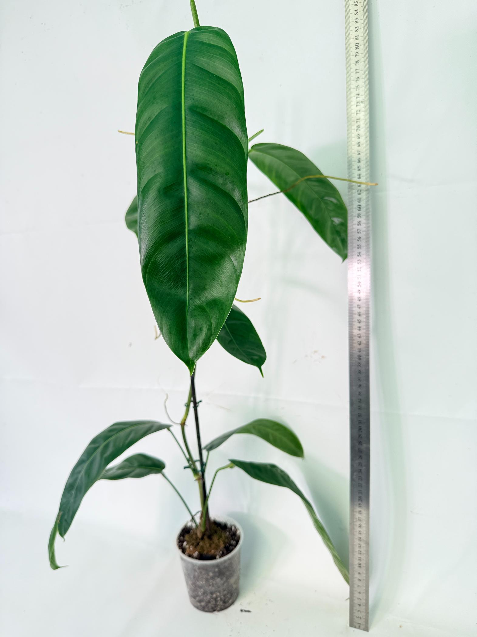 Philodendron Patriciae XL 02