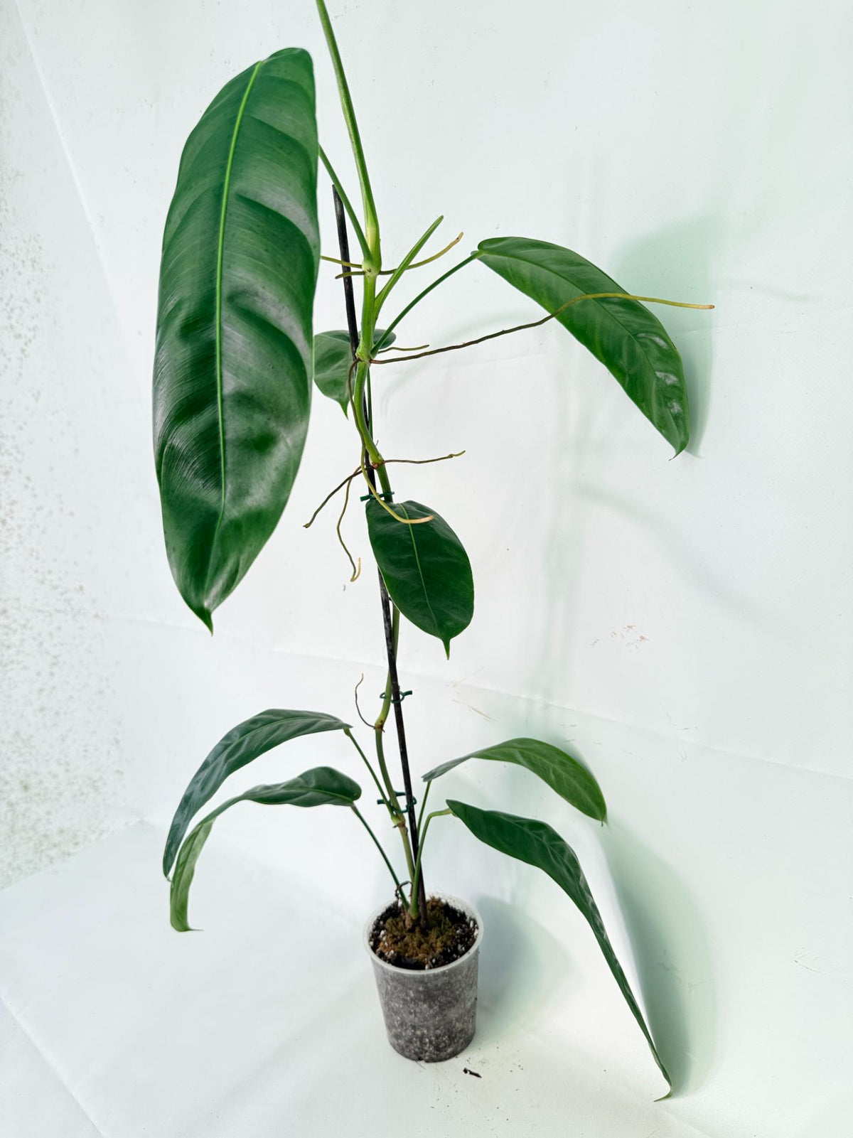 Philodendron Patriciae XL 01