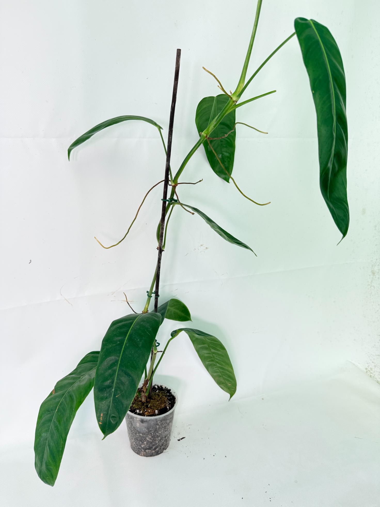 Philodendron Patriciae XL 03